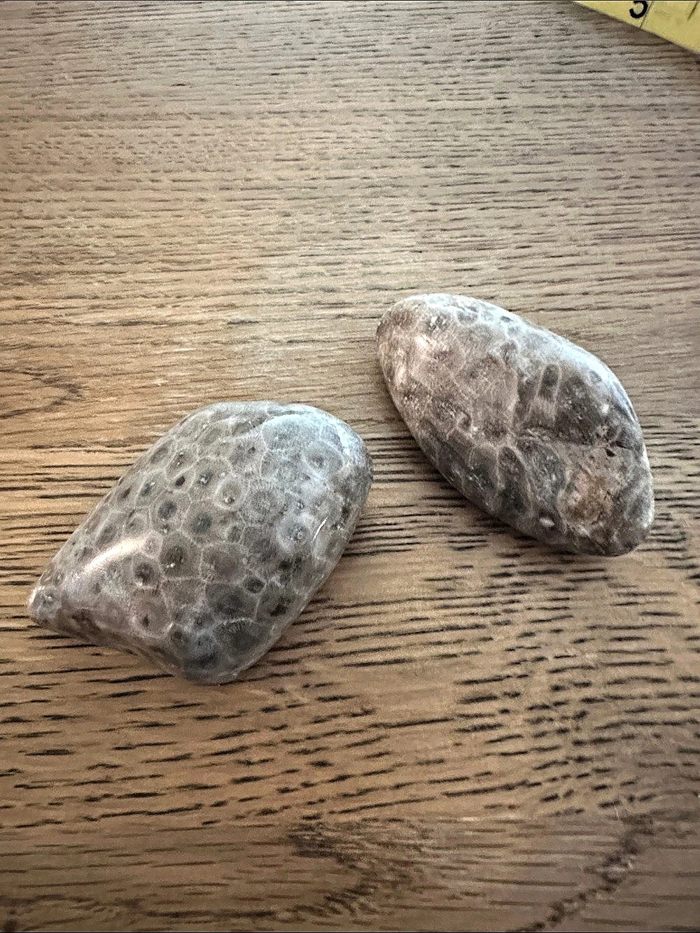 Polished Petoskey Stone Set - Genuine Michigan Fossil Palm Stones (2pc)